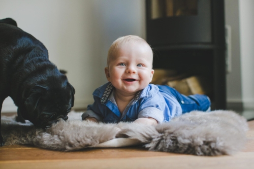 babyfoto wiesbaden mit schwarzem mops